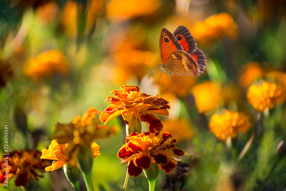 Wall mural Close up for a butterfly flying around the blooming marigold flowers on a floral background; selective focus