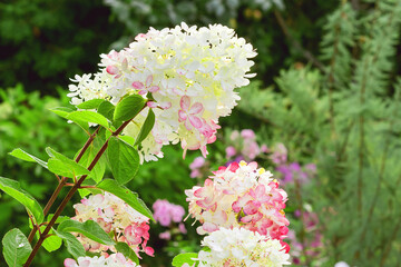 Flowering branch of panicled hydrangea, a large ornamental perennial bush.