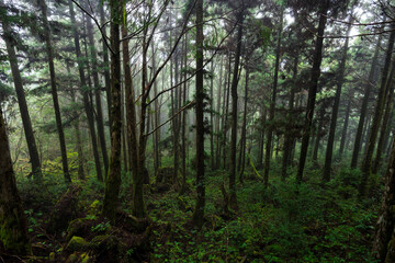 Foggy mist forest in Yilan of Taiwan