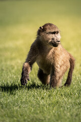 Baby Affe auf einer Wiese