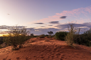Kalahari, afrikanische Landschaft mit rotem Sand, Safari