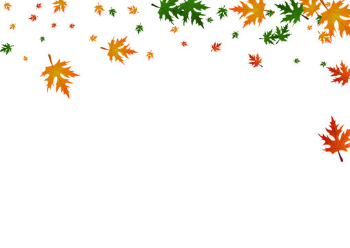 Colorful Leaves Background White Vector. Plant Autumn Frame. Green Single. Decor Pattern. Ocher Foliage Down.