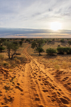 weite afrikanische Landschaft mit Sandweg, Sonnenuntergang im Hintergrund, Kalahari