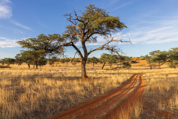 Safari Landschaft in Afrika, Kalahari