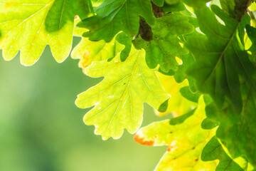 Green oak leaves background. Plant and botany nature texture. green oak leaves in woods