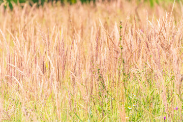 Yellow reed in the field. Bright natural background with sunset. Selective soft focus of beach dry grass and reeds