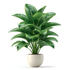 Potted plant isolated on white background, realistic, png
