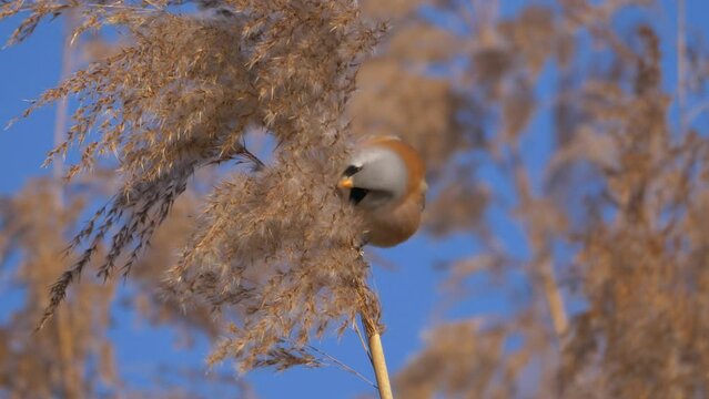 Bearded reedling - Panurus biarmicus foraging for seeds at Danube river, Slovakia