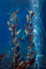 Swimming sealion diving. Underwater sea life. Oxygen bubbles. Seaweed. Blue. Underwaterworld