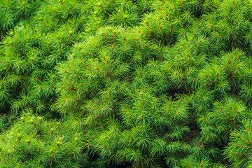Fir branches with in the sunset light. Background of Christmas tree branches.