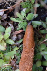 braune nacktschnecke von oben