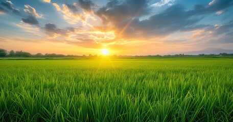 Fototapeta na wymiar A Sunrise that Transforms Rice Fields into a Breathtaking Landscape