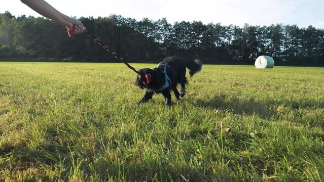 SLOW MOTION: Happy brittany spaniel playing tug-of-war with owner in grass field. Energetic dog pulls rope with teeth out of the hand. Lens flare on sunny evening