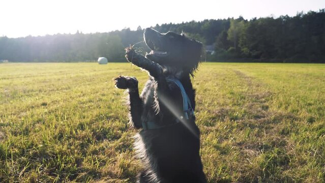 SLOW MOTION: Closeup of cute dog lifting on hind legs and performing trick. Positive affirmation dog training concept. Sunset golden light on a grass field. Lens flare low angle