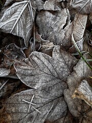 Dark background with foliage covered with frost. Frost on the leaves. Cooling theme.