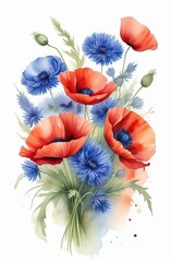 Poppies and cornflowers on a white background. Watercolor red poppy flowers and blue cornflower.