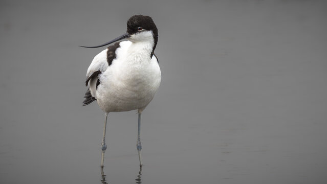 Avocette