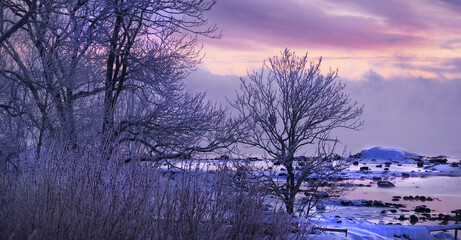 Fototapeta na wymiar Frozen trees in Larkollen, Norway.