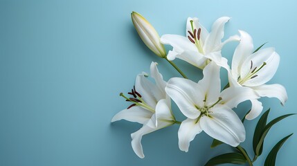 Fototapeta na wymiar White lilies on a teal turquoise background