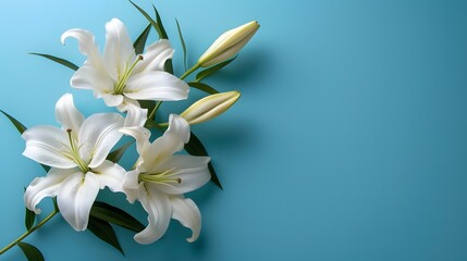 White lilies on a teal turquoise background