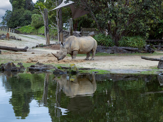 Rhinoceros at Auckland Zoo Auckland New Zealand
