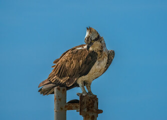 Osprey fishing from the top of a lamp post in the harbor of Porto Grande, Mindelo, São Vicente Island, Cape Verde Islands (Cabo Verde)