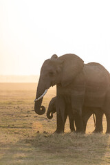 elephants group in the wild sunset