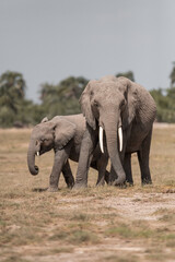 elephants group in the wild