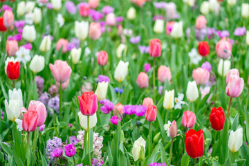 blooming spring tulips flower like background in the garden, floral background