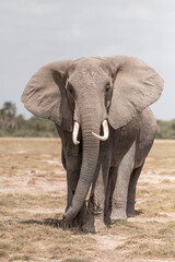 elephants group in the wild