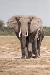 Fototapeta na wymiar elephants group in the wild
