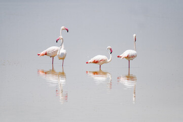 wild flamingos group on the lake