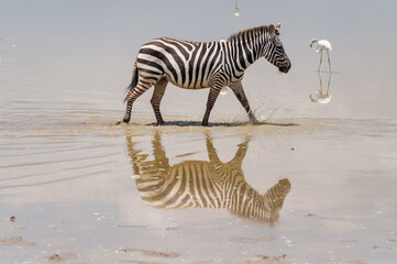 Fototapeta na wymiar zebra in the water reflection, crossing wild 