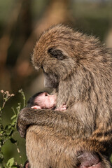 mother and baby baboon monkey in the wild