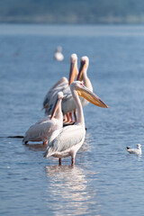 wild pelicans group on the lake