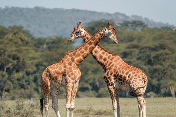 giraffe group in the wild