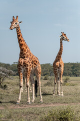 giraffe group in the wild