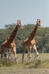 giraffe group in the wild