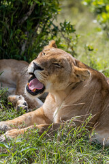 wild lioness female in the grass mouth open