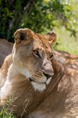 wild lioness female in the grass mouth open