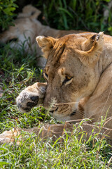 wild lioness female in the grass mouth open