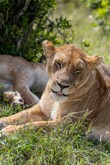 wild lioness female in the grass mouth open