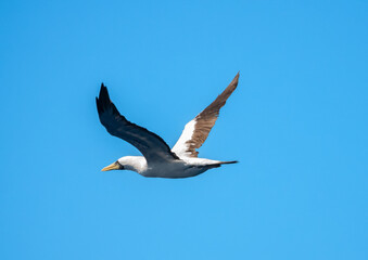 Fototapeta na wymiar Masked booby (Sula dactylatra) in flight over the waters of the Central Atlantic Ocean near the equator. About two days navigation from the Brazilian coast