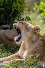 wild lioness female in the grass mouth open