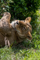 Naklejka premium wild lioness female in the grass mouth open