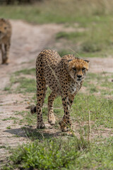 wild cheetah leopard in the grass
