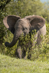 Obraz premium baby wild elephant in the grass