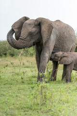 mother and baby wild elephant in the grass