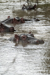 hippopotamus hippo in water wild