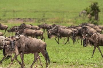 Naklejka na ściany i meble herd of wildebeest in the wild
